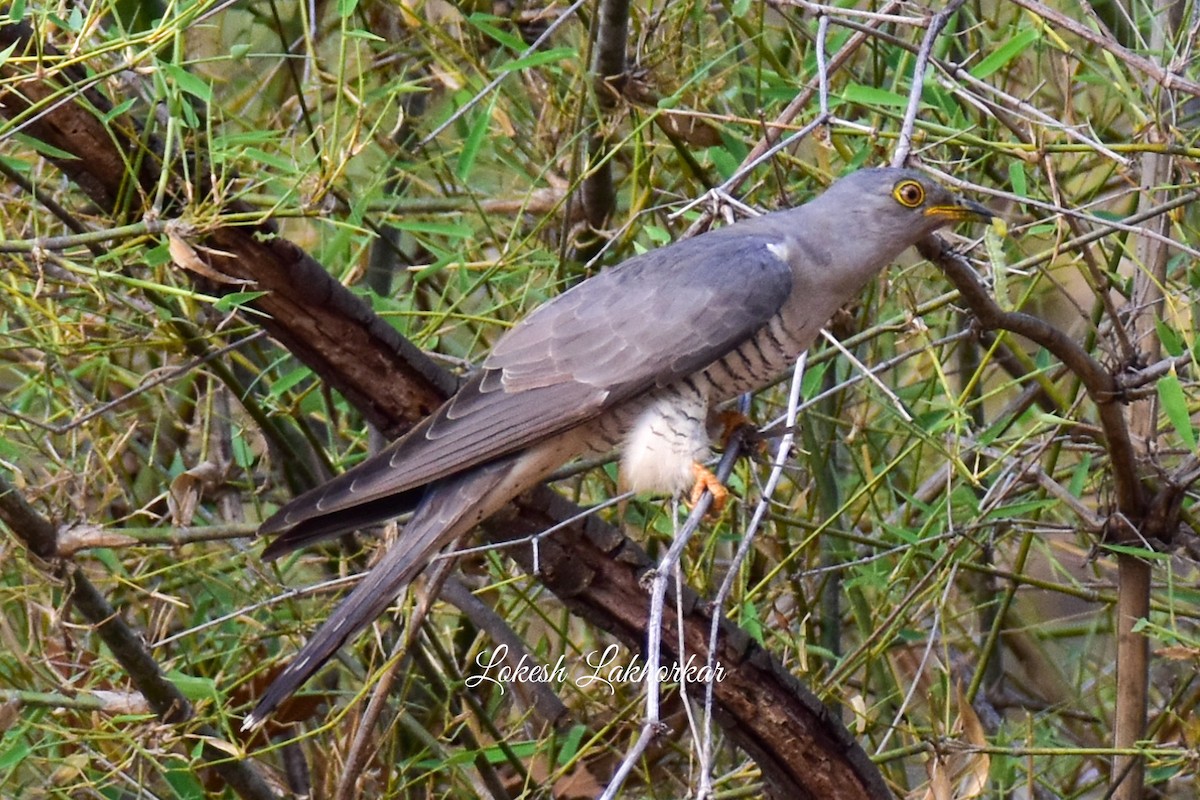 Common Cuckoo - ML619654945