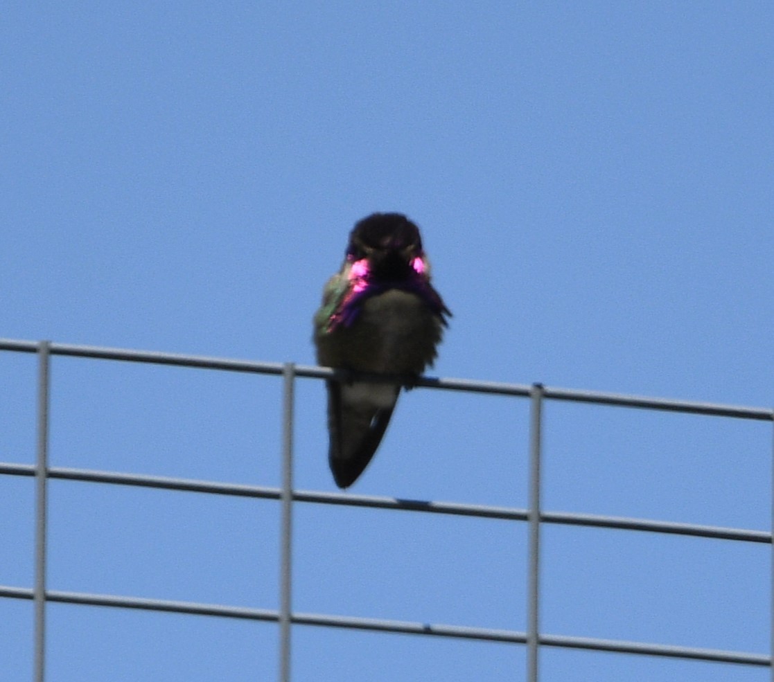 Costa's Hummingbird - ML619654946