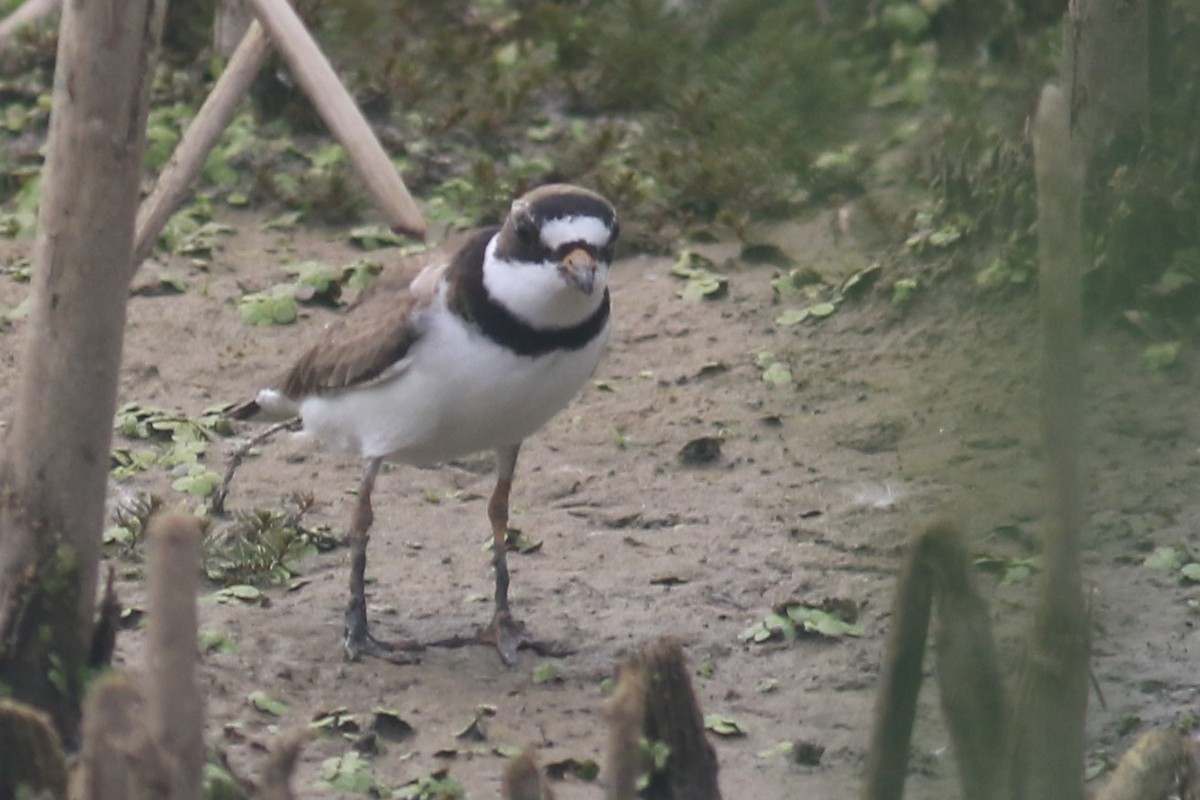 Semipalmated Plover - ML619654949