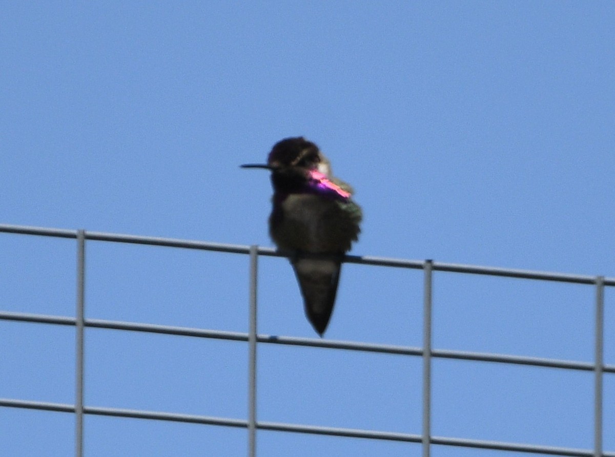 Costa's Hummingbird - ML619654951