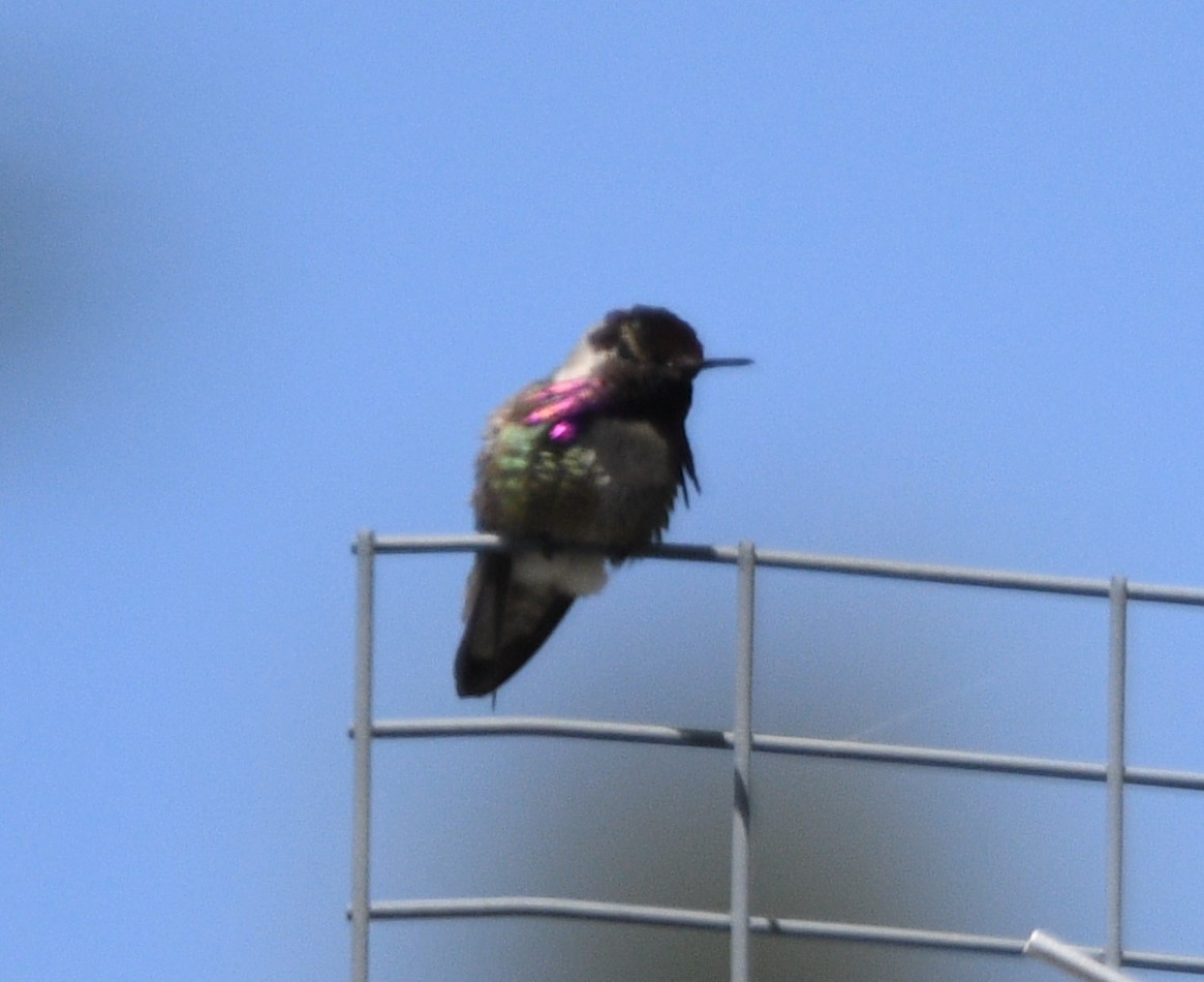 Costa's Hummingbird - ML619654960