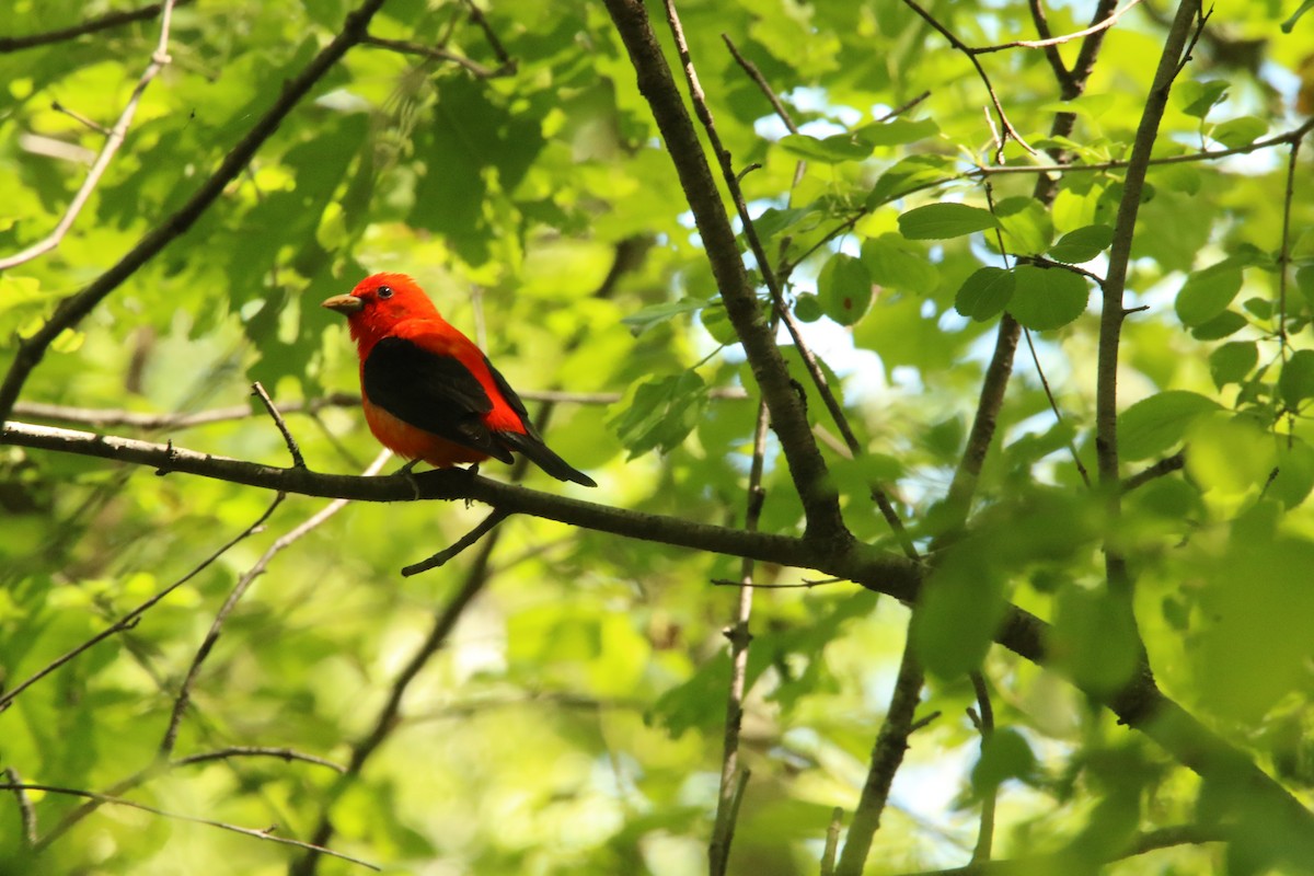 Scarlet Tanager - ML619654966