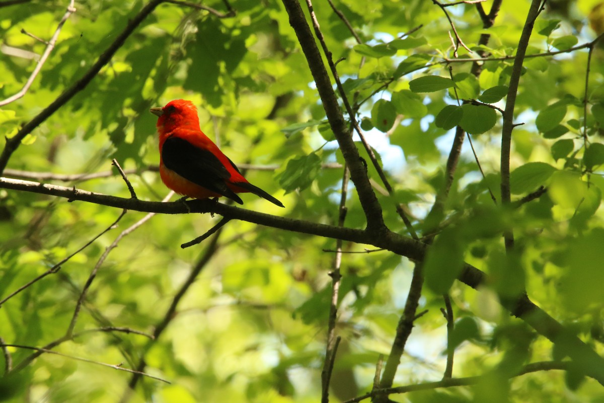 Scarlet Tanager - ML619654968