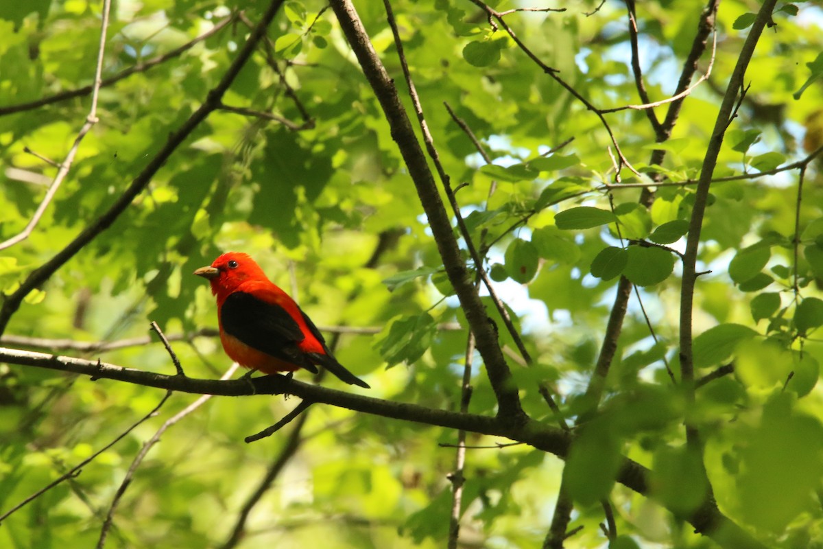 Scarlet Tanager - ML619654969