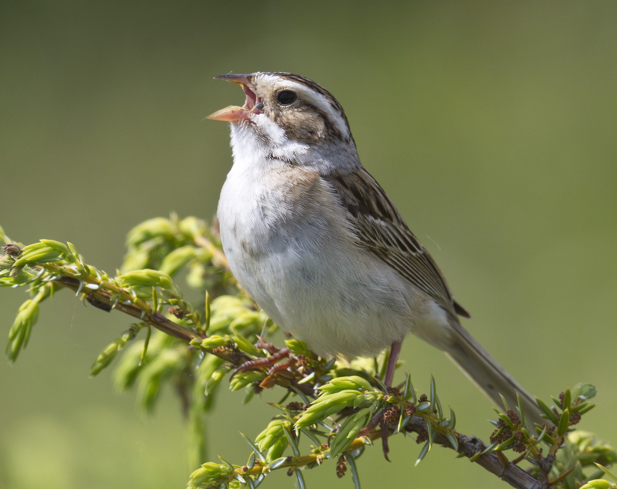 Clay-colored Sparrow - ML619655017