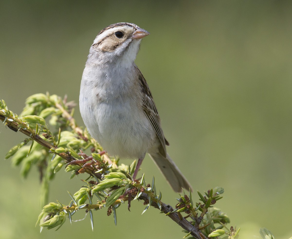 Clay-colored Sparrow - ML619655018