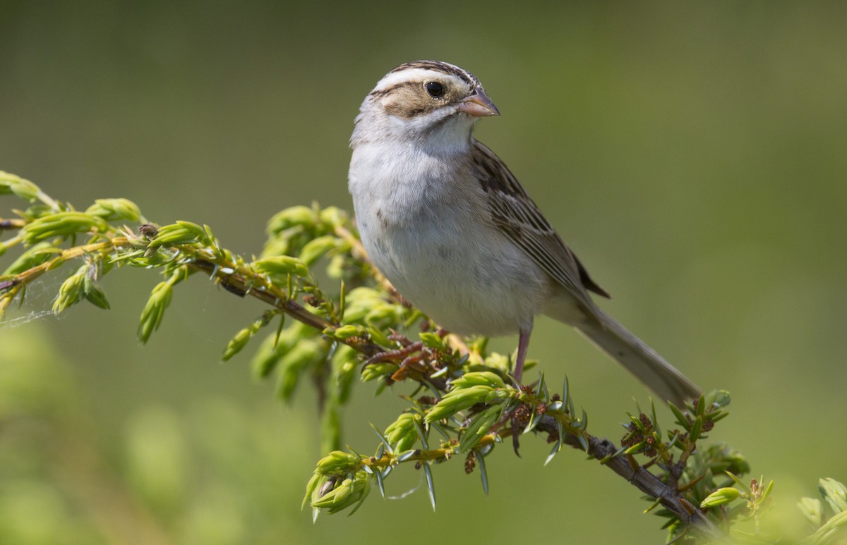 Clay-colored Sparrow - ML619655020