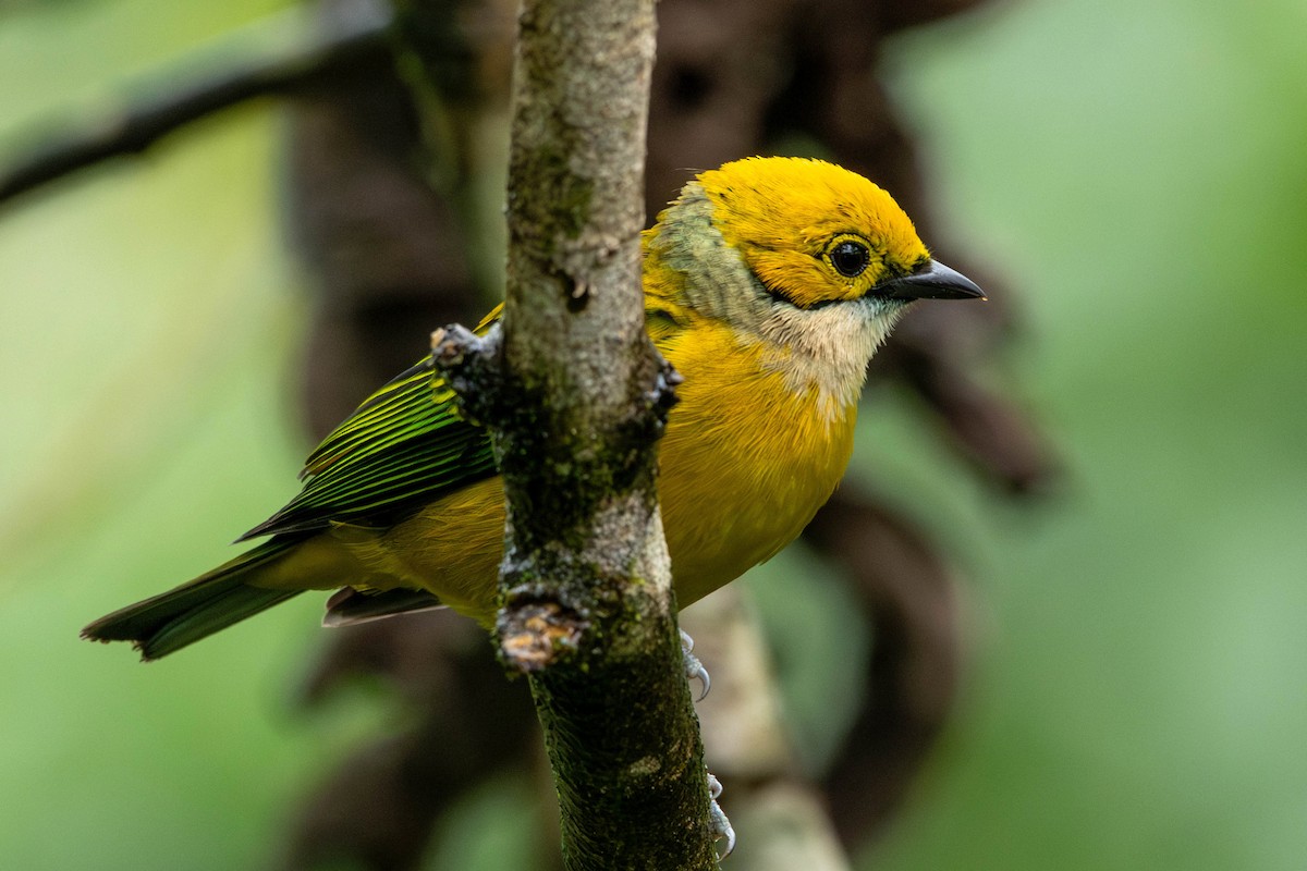 Silver-throated Tanager - ML619655024