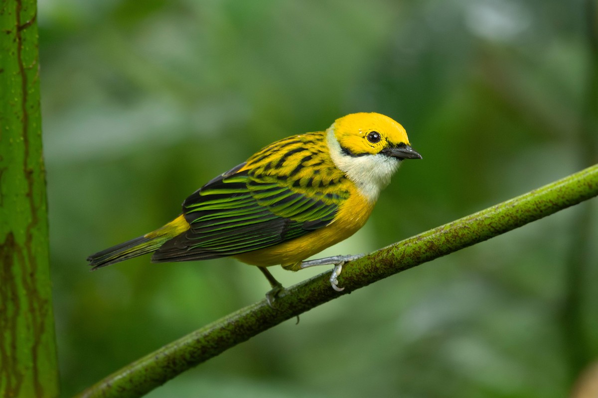 Silver-throated Tanager - ML619655026