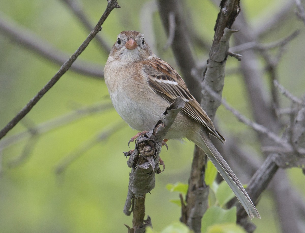 Field Sparrow - ML619655041
