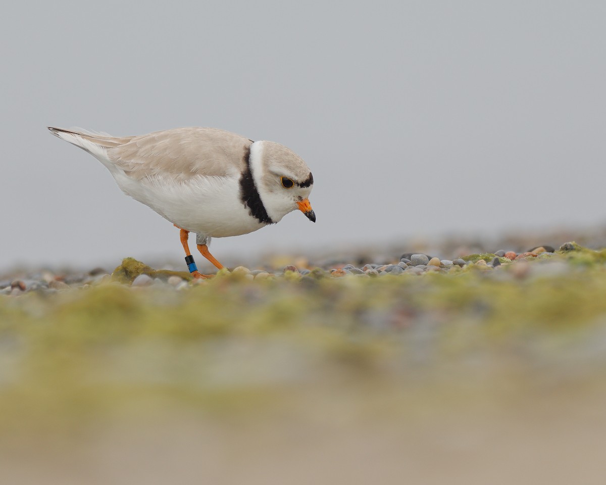 Piping Plover - ML619655062