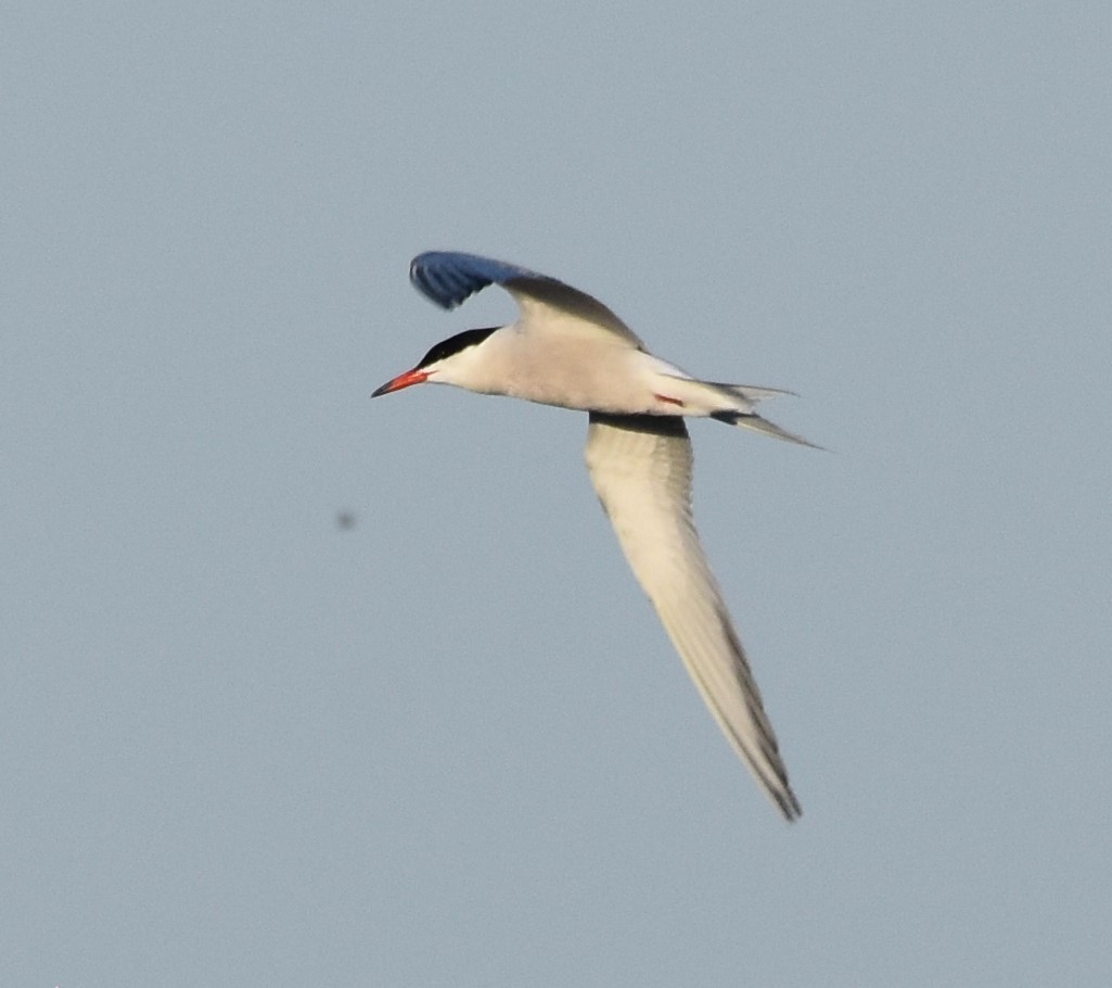 Common Tern - ML619655063