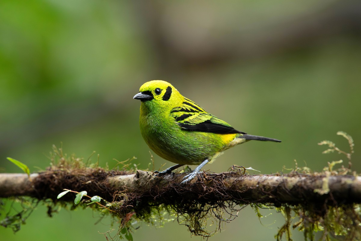 Emerald Tanager - ML619655102
