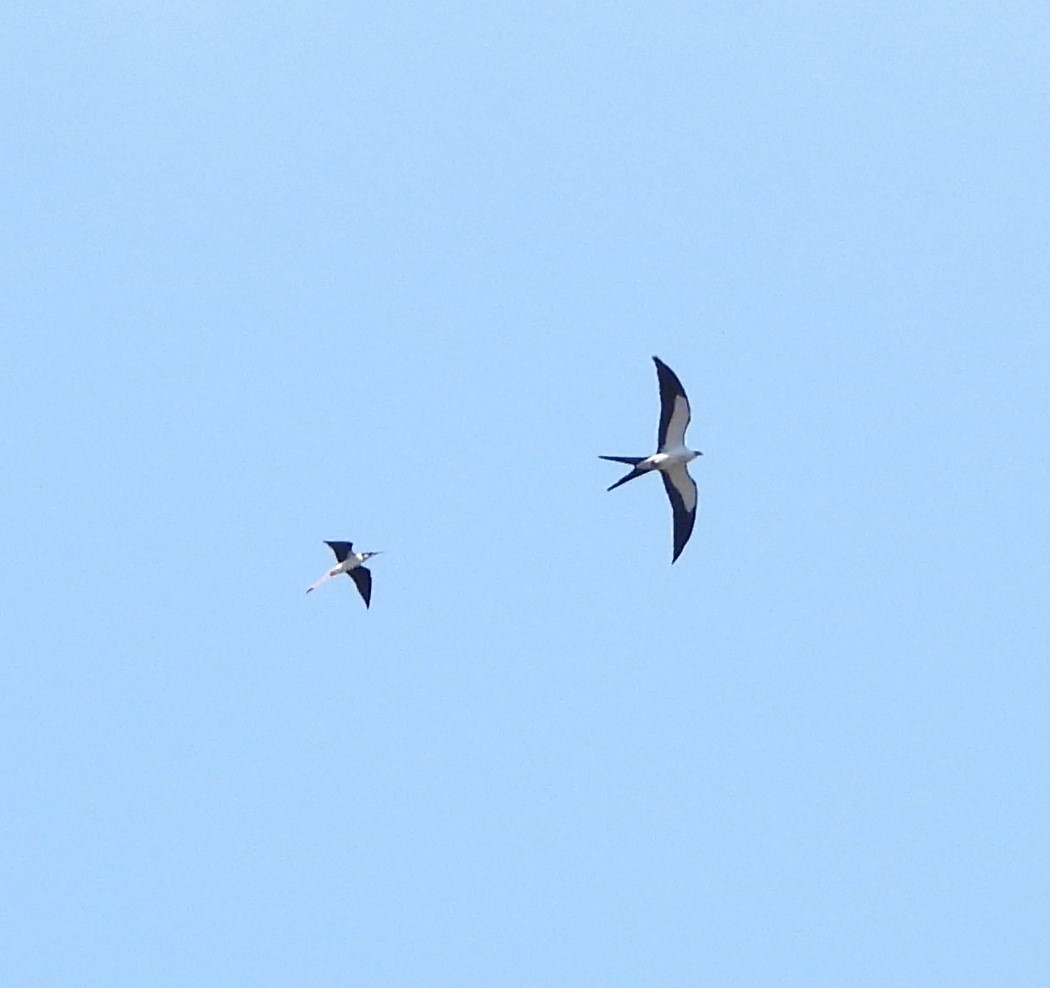 Swallow-tailed Kite - ML619655117
