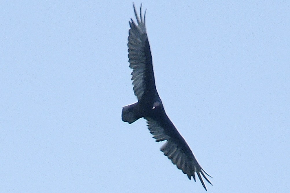 Black Vulture - ML619655131