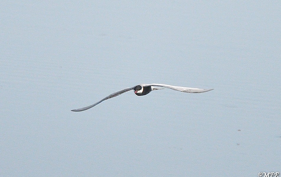 Weißbart-Seeschwalbe - ML619655154