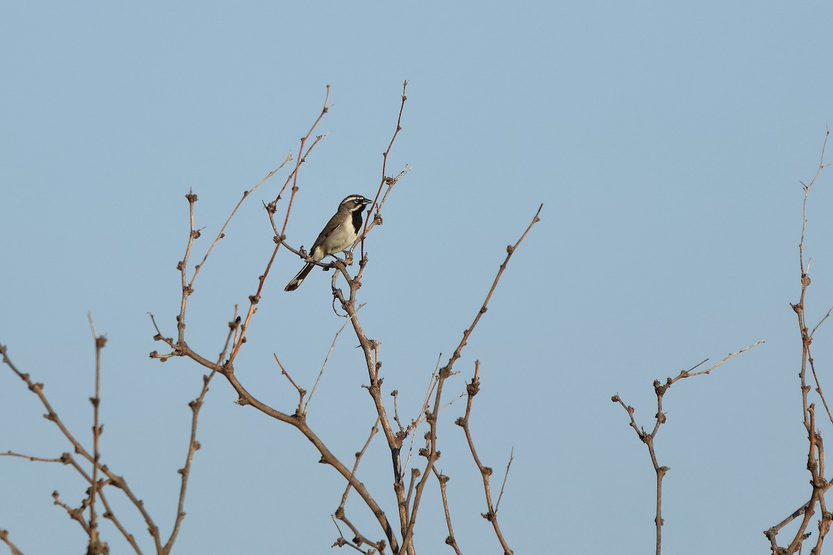 Black-throated Sparrow - ML619655162