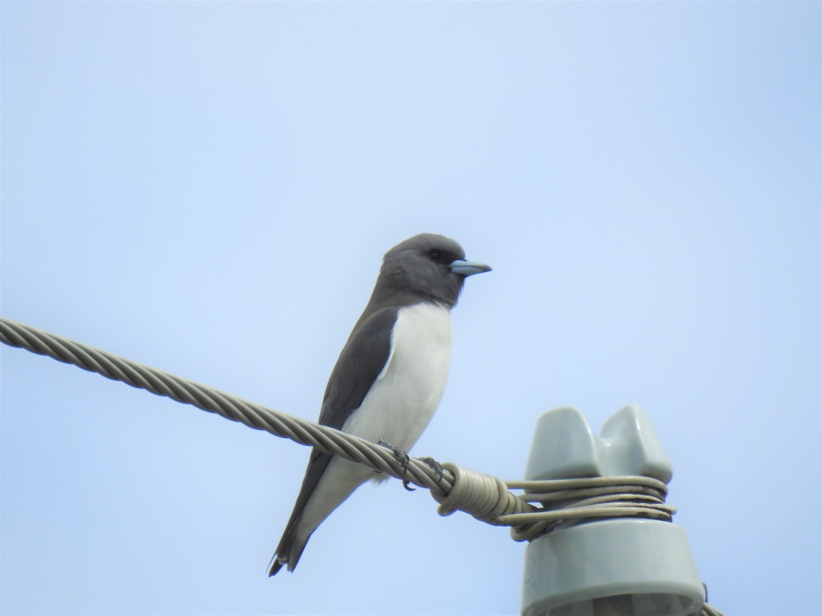 White-breasted Woodswallow - ML619655186