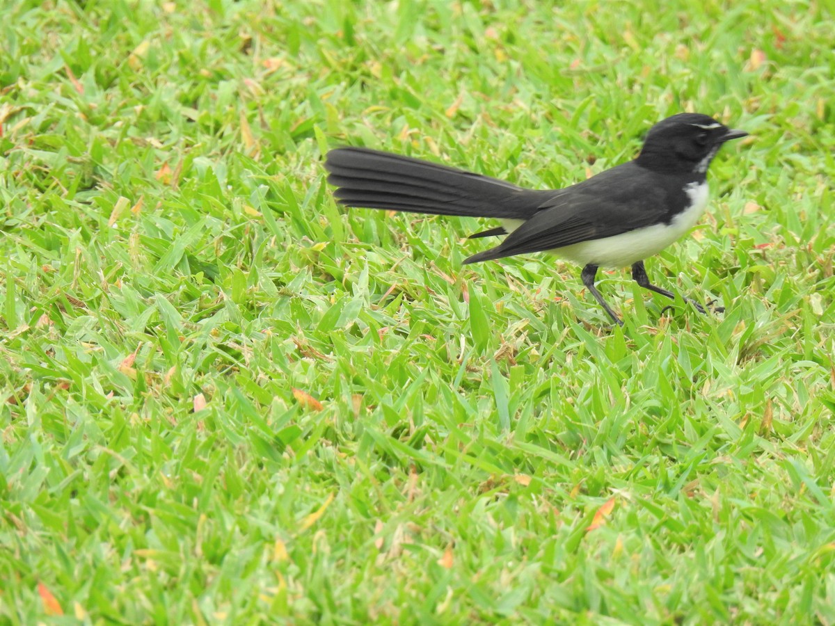 Willie-wagtail - ML619655190