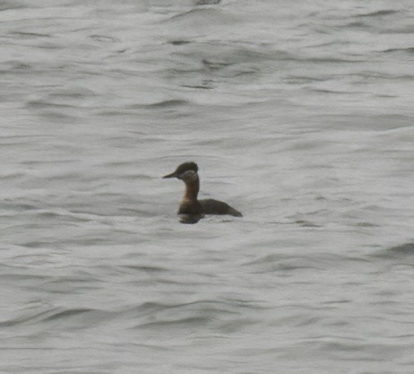 Red-necked Grebe - ML619655222