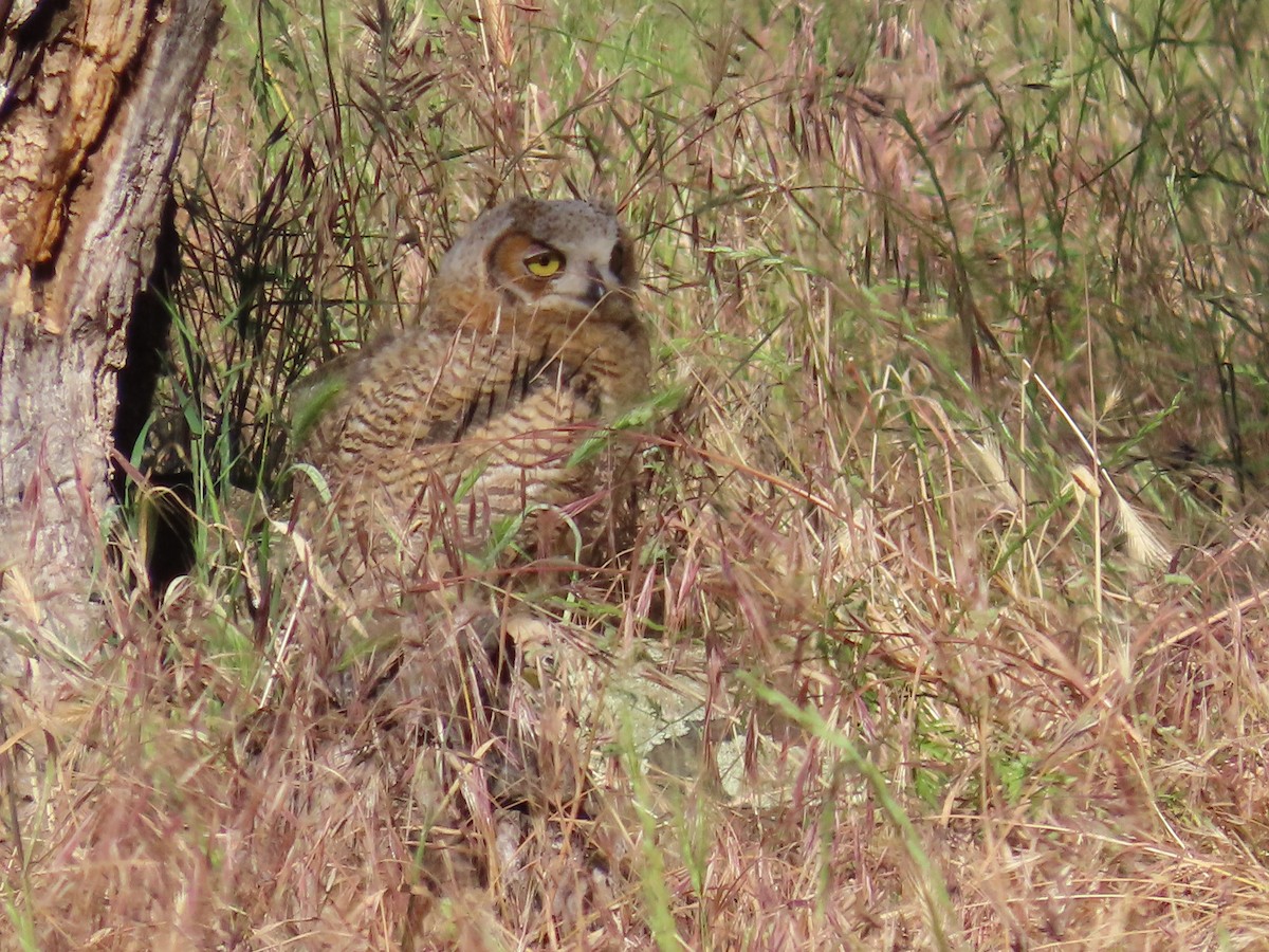 Great Horned Owl - ML619655285