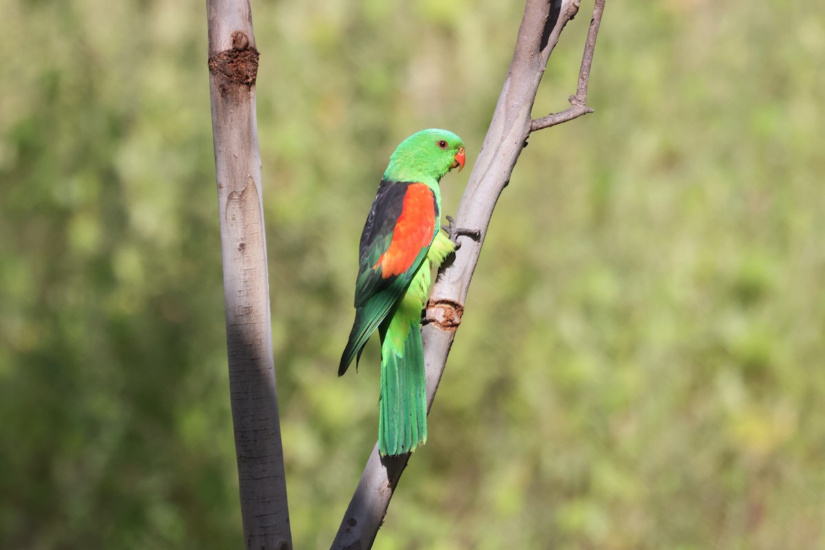 Папужець-червонокрил австралійський - ML619655297