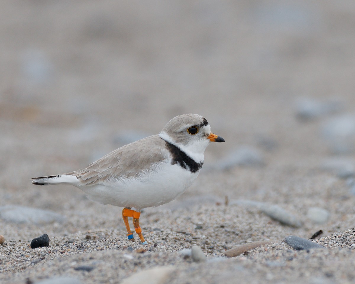 Piping Plover - ML619655307