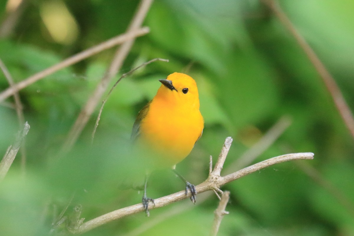 Prothonotary Warbler - ML619655309