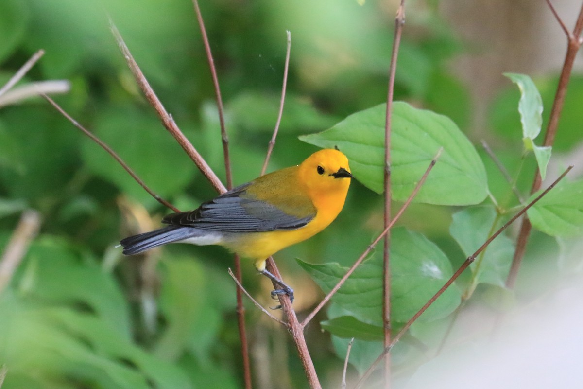 Prothonotary Warbler - ML619655311