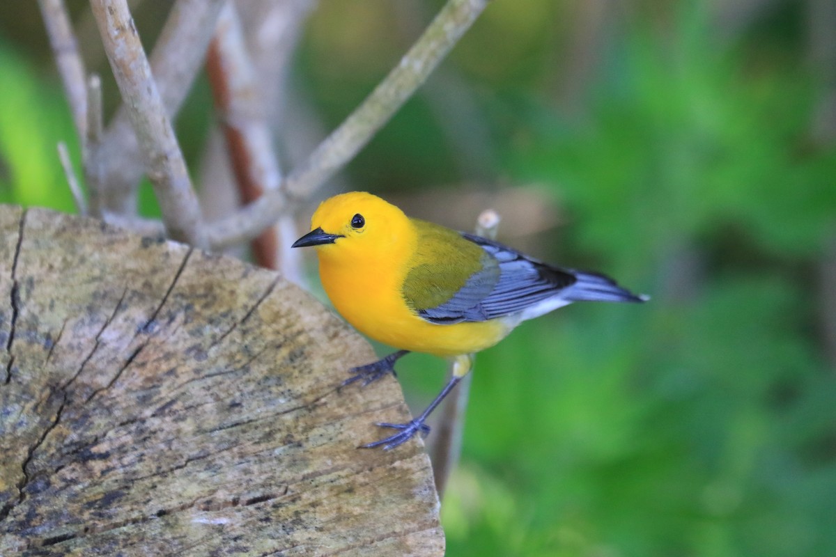 Prothonotary Warbler - ML619655314