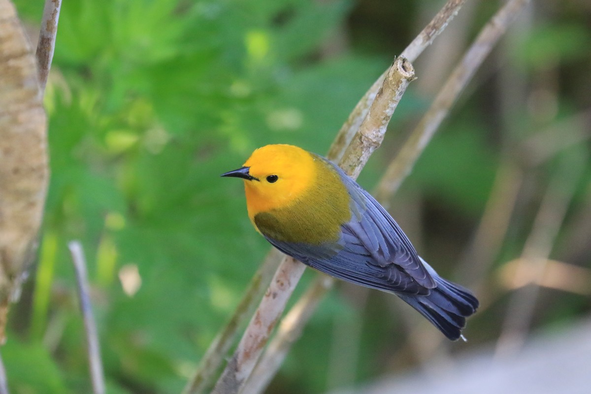 Prothonotary Warbler - ML619655317