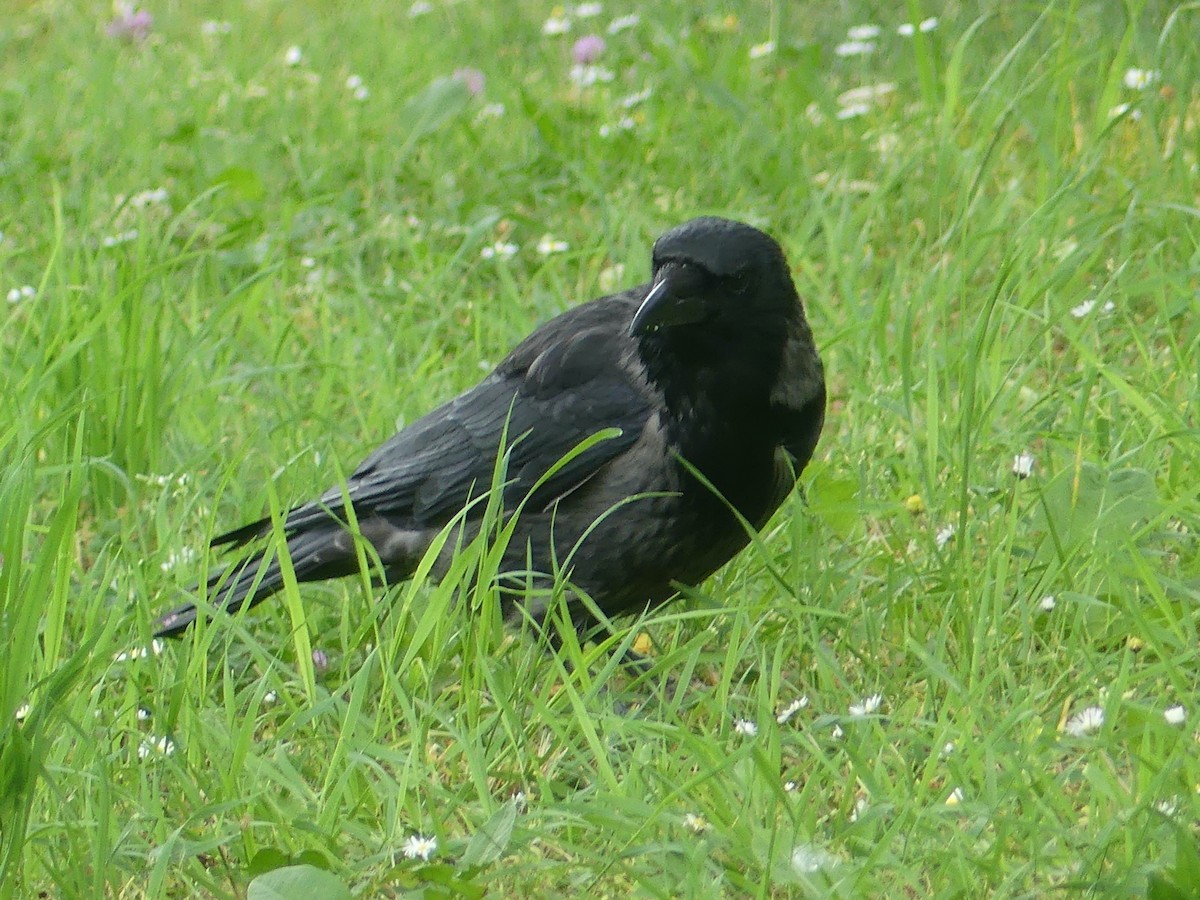 Carrion x Hooded Crow (hybrid) - ML619655334