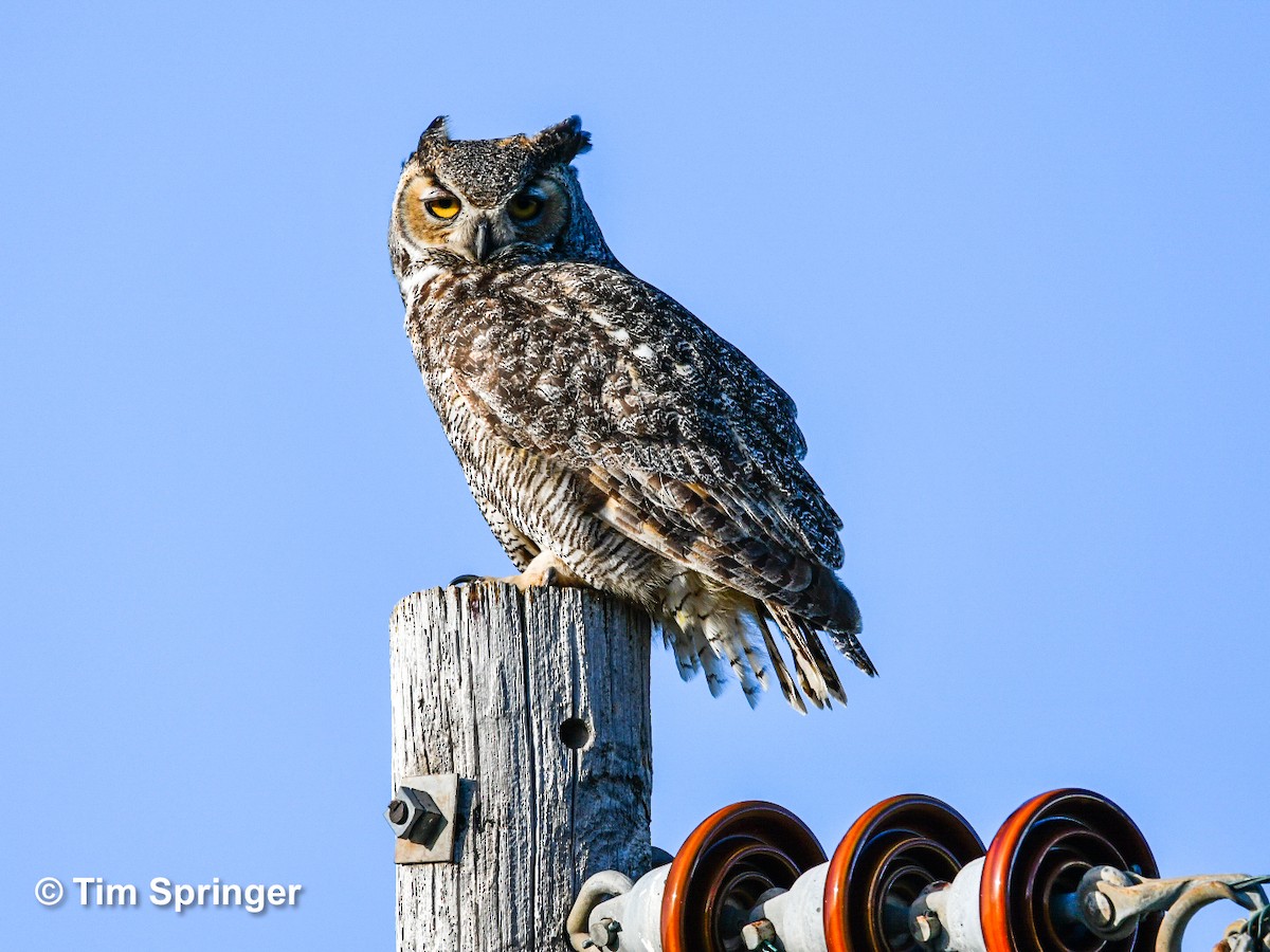 Great Horned Owl - ML619655340