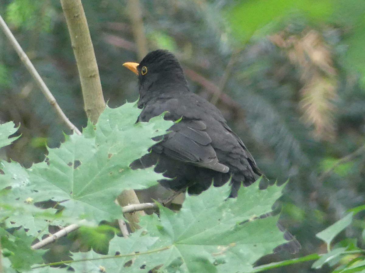 Eurasian Blackbird - ML619655345