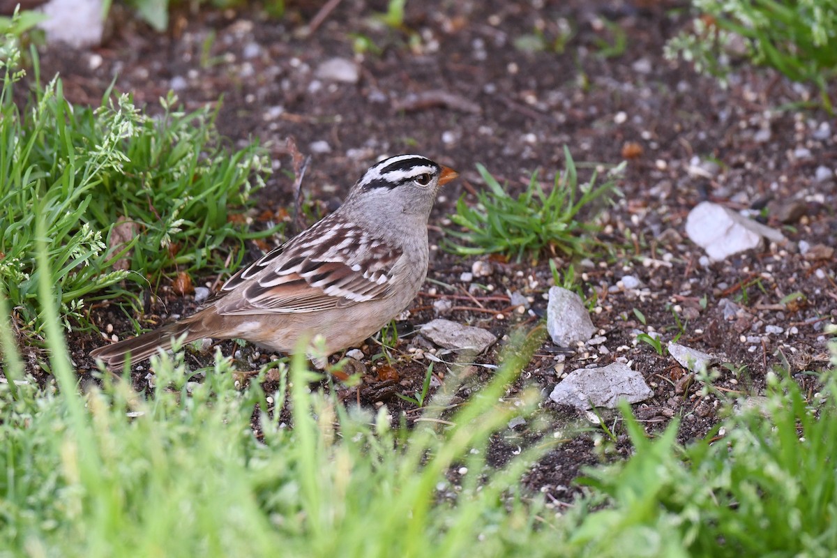 White-crowned Sparrow - ML619655361