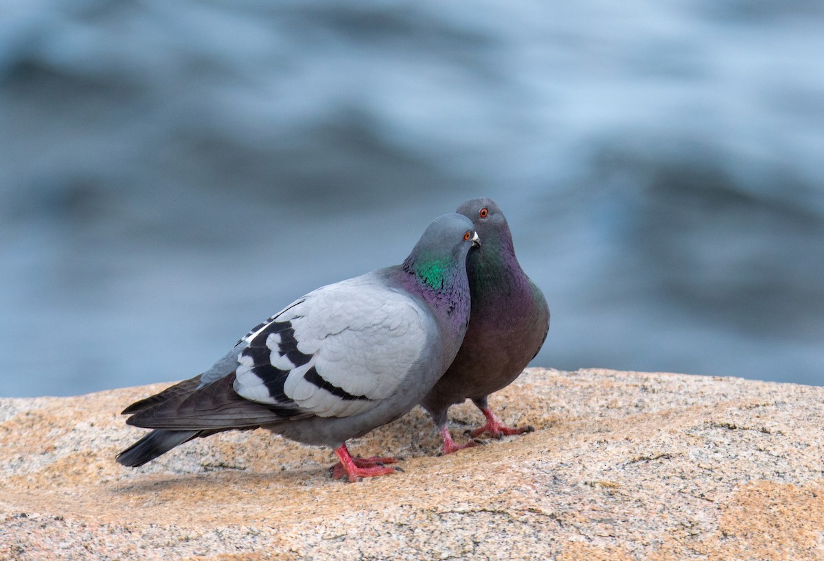 Rock Pigeon (Feral Pigeon) - ML619655366