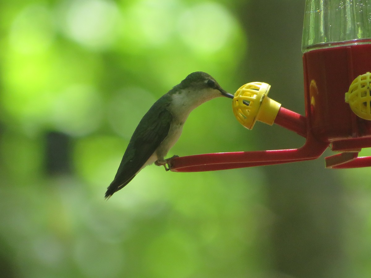 Ruby-throated Hummingbird - ML619655371