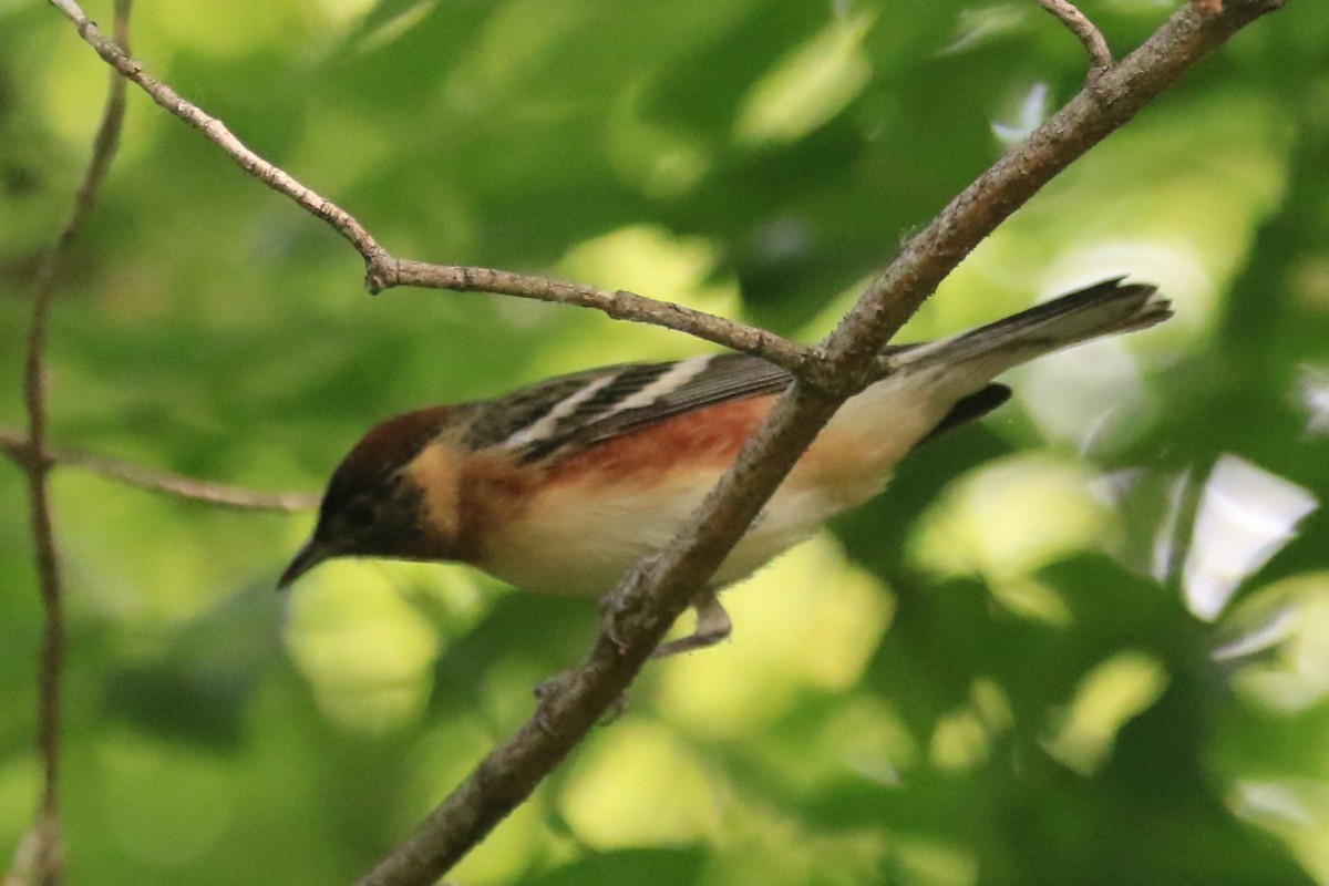 Bay-breasted Warbler - ML619655391