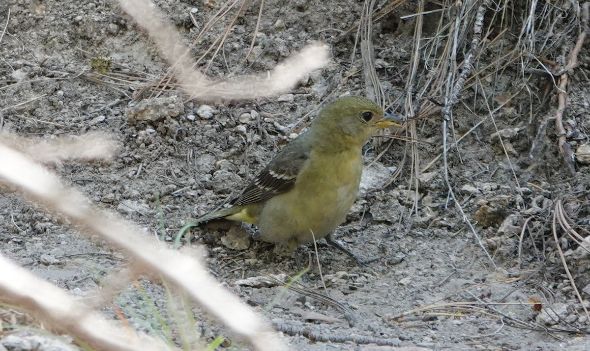 Western Tanager - ML619655401
