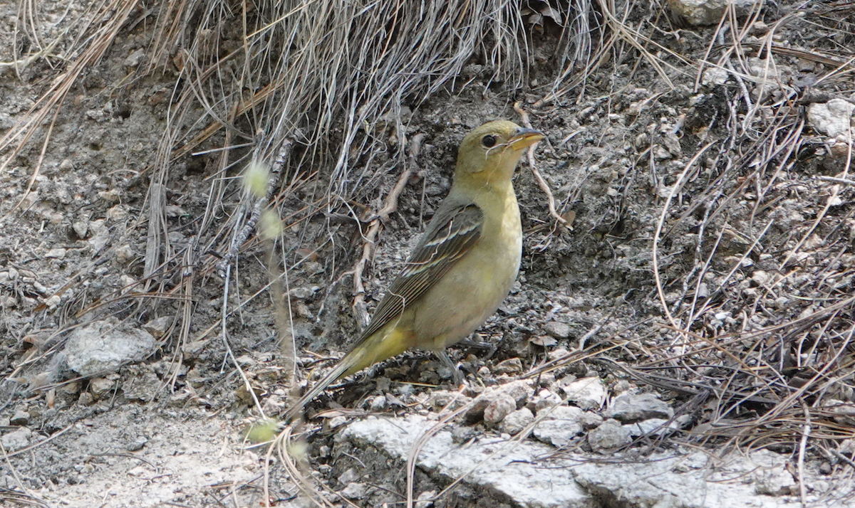 Western Tanager - ML619655402