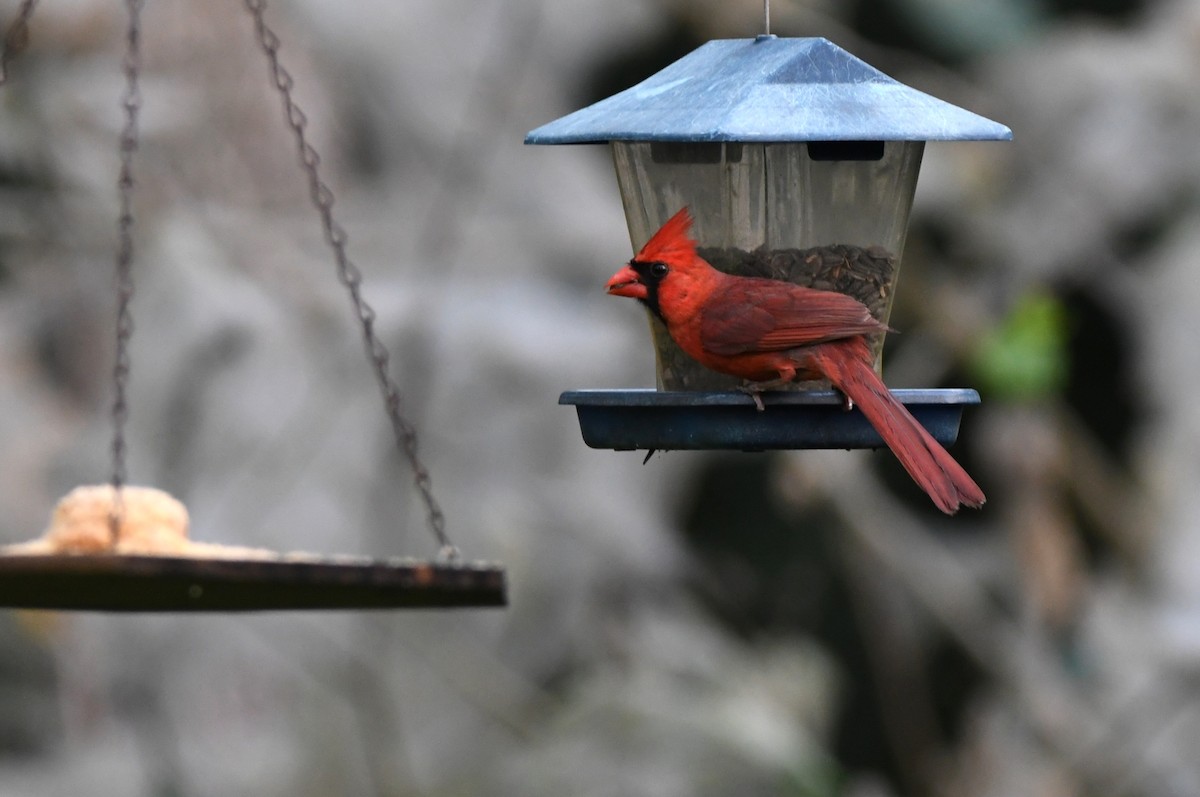 Cardinal rouge - ML619655421