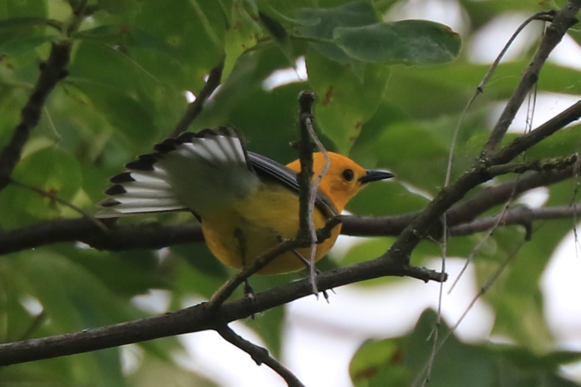 Prothonotary Warbler - ML619655425