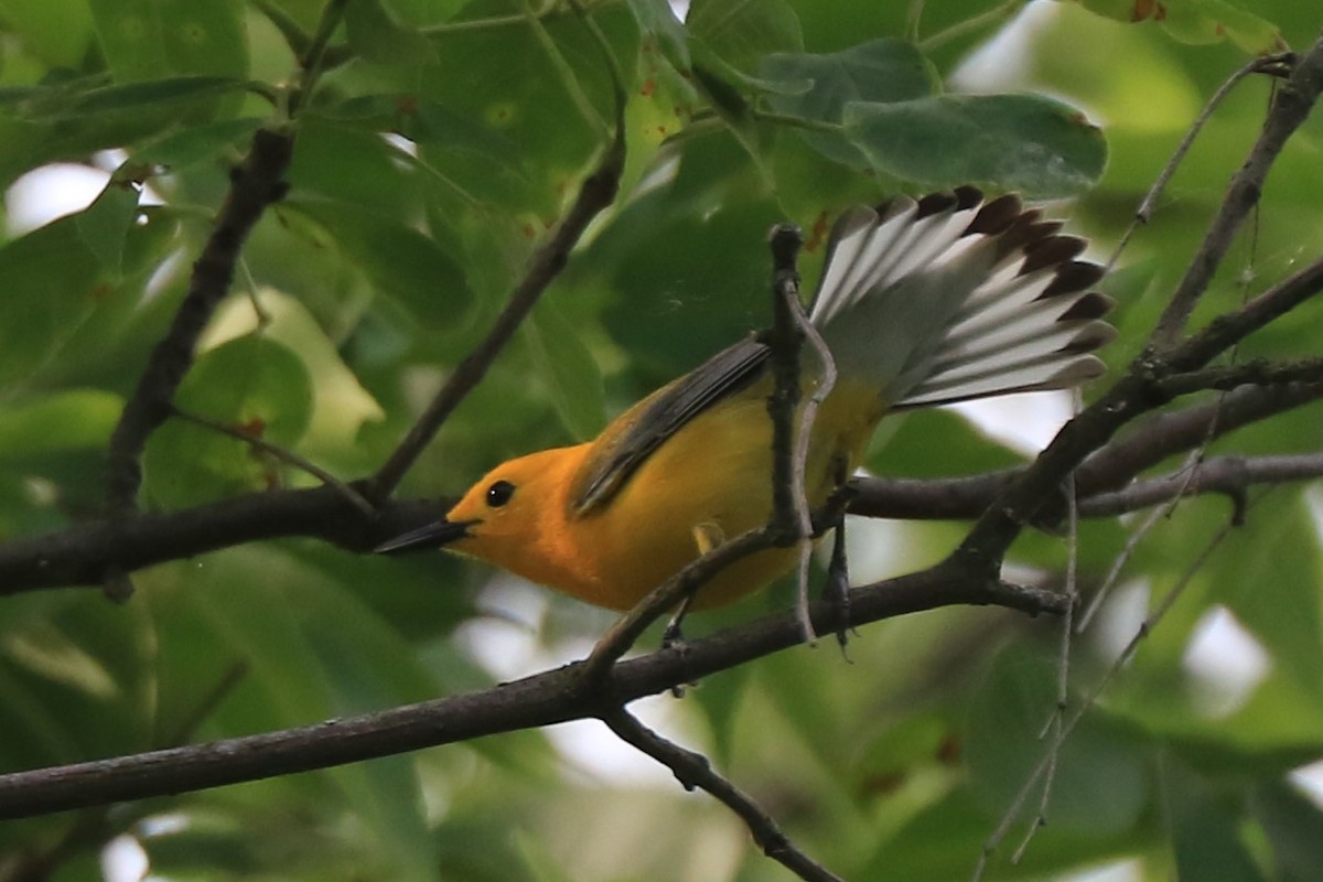 Prothonotary Warbler - ML619655426