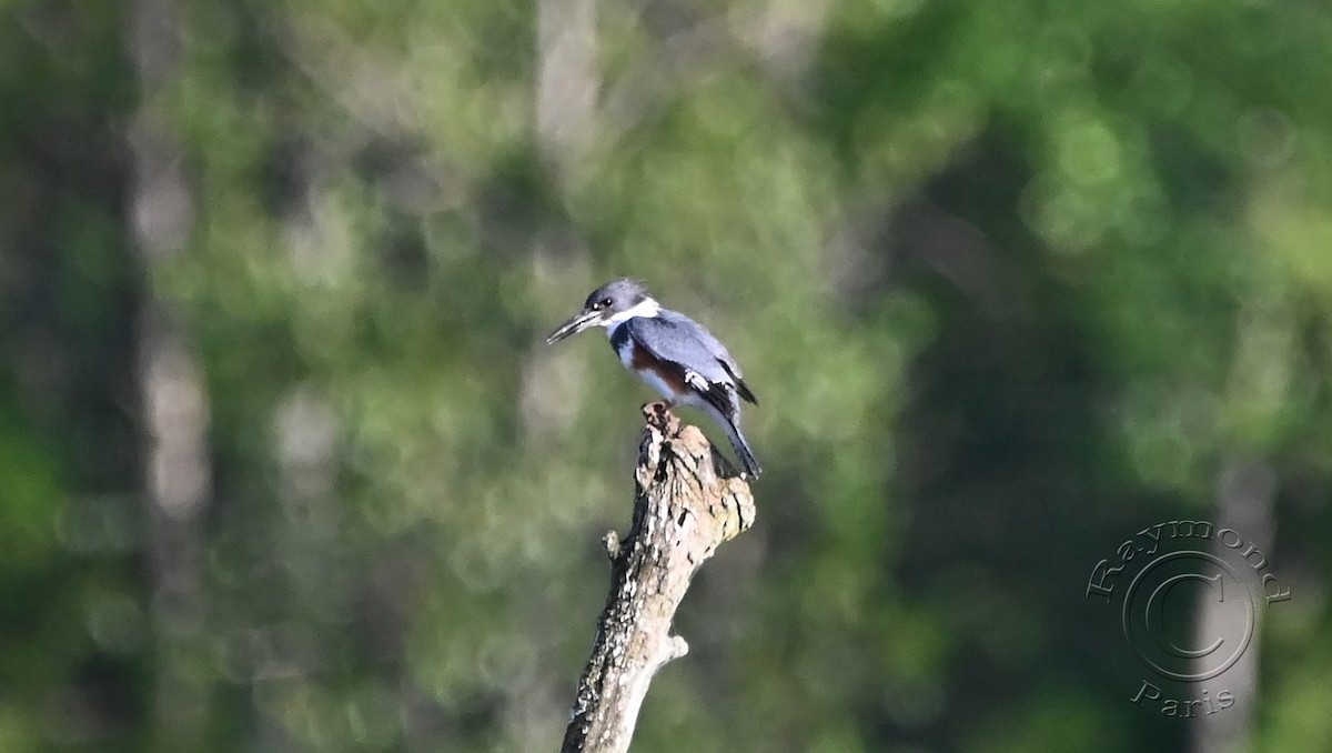 Belted Kingfisher - ML619655459