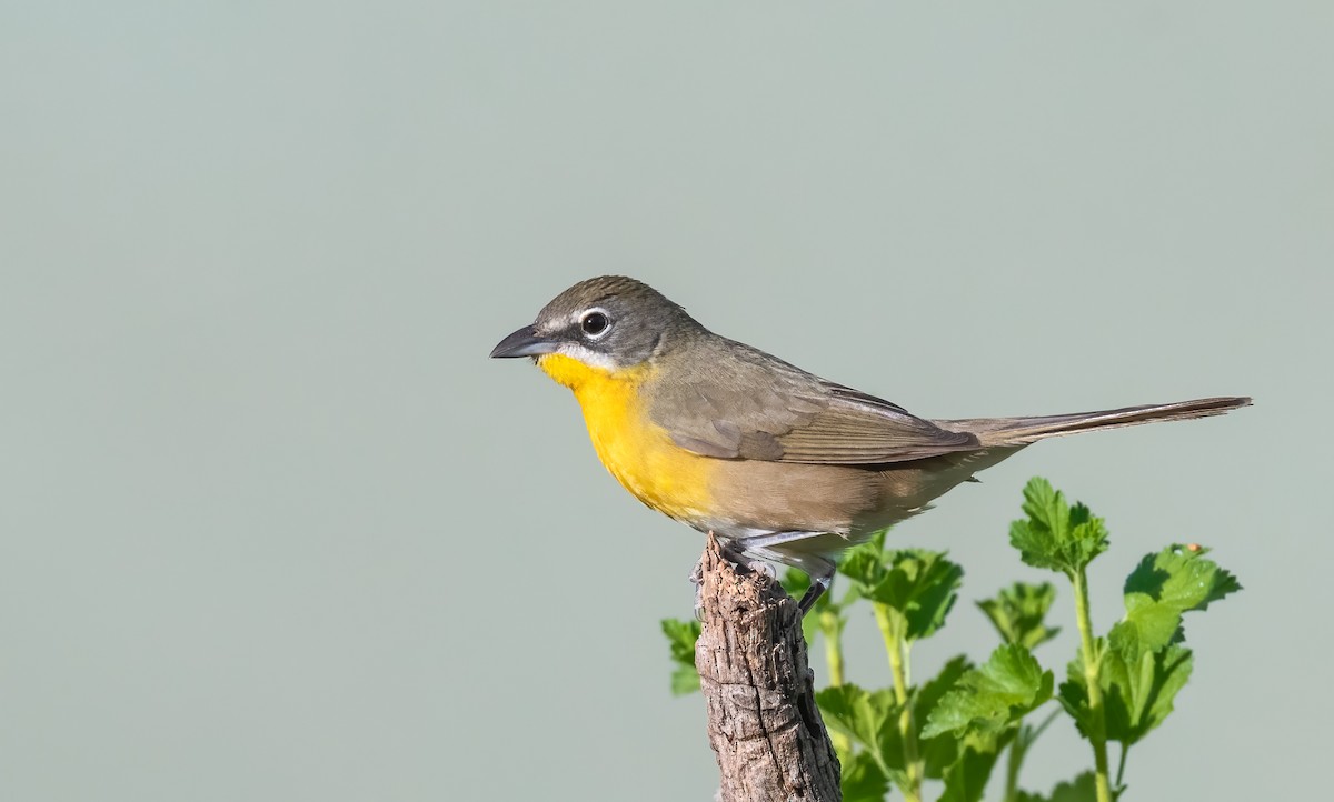 Yellow-breasted Chat - ML619655466