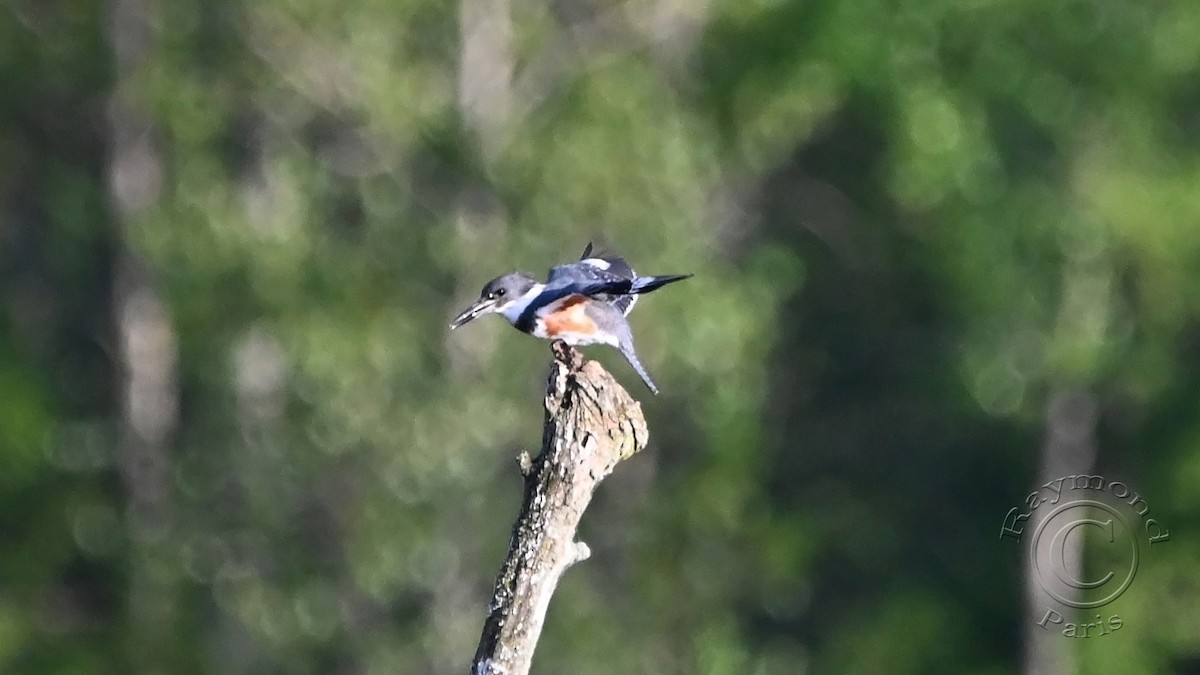 Belted Kingfisher - ML619655467