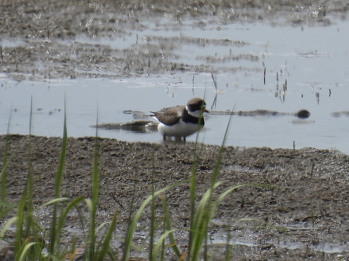 Semipalmated Plover - ML619655547