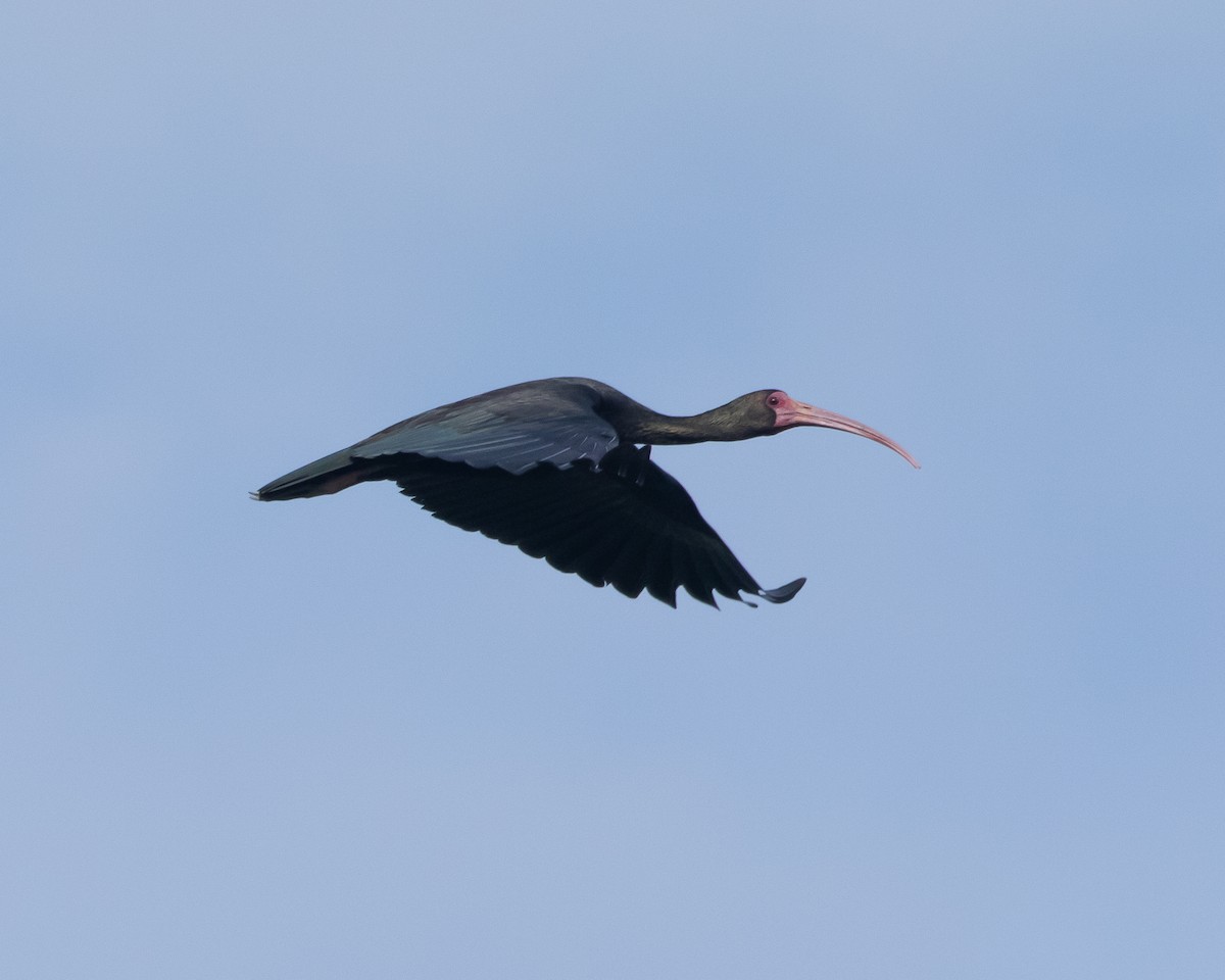 ibis tmavý - ML619655572