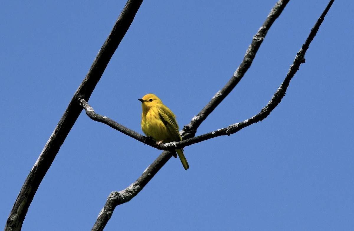 Yellow Warbler - ML619655594