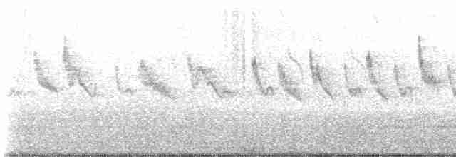 Anteojitos de Swinhoe - ML619655670